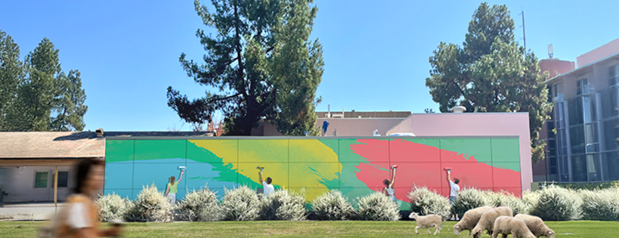 Four people use paint rollers to apply bright green, yellow, and red swaths of color to a large outdoor mural on a utility structure. Sheep graze on the lawn in the foreground, and a student walks by holding a drink. The scene is set on the UC Davis campus, with trees and buildings in the background under a clear blue sky.