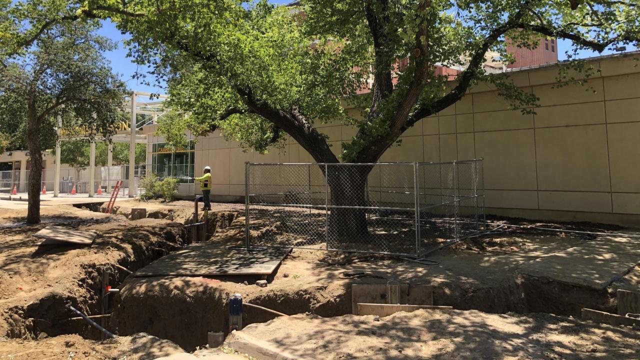 An tree on the east side of the Memorial Union, surrounded by fencing. In the foreground a construction trench zig zags around the tree.