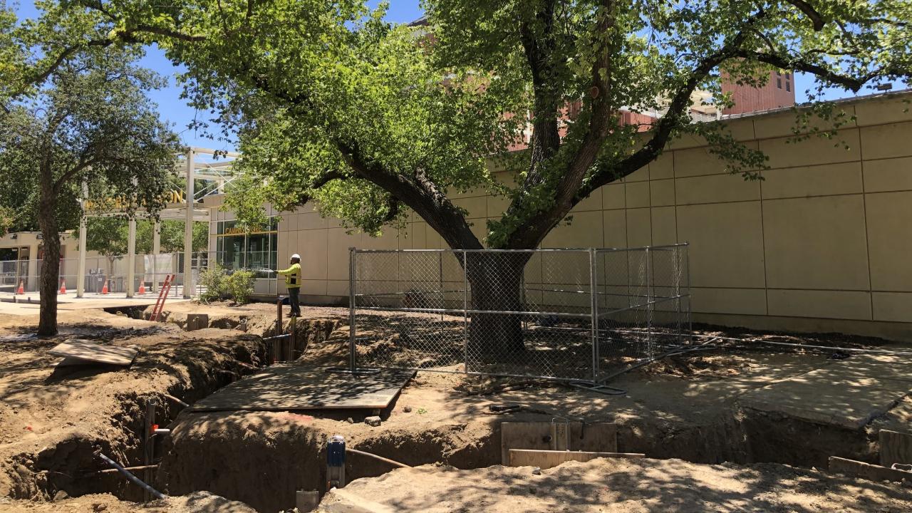 Big Shift construction crews dug trenches at a diagonal around this Elm on the east side on the Memorial Union to avoid critical roots. An tree on the east side of the Memorial Union, surrounded by fencing. In the foreground a construction trench zig zags around the tree.
